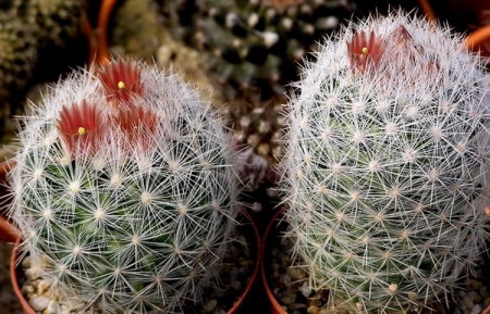 Escobaria chaffeyi Britton et Rose, The Cactaceae, 4: 56, 1923